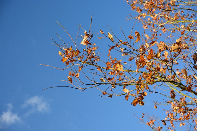 Free Leaves Tree Leaves photo and picture