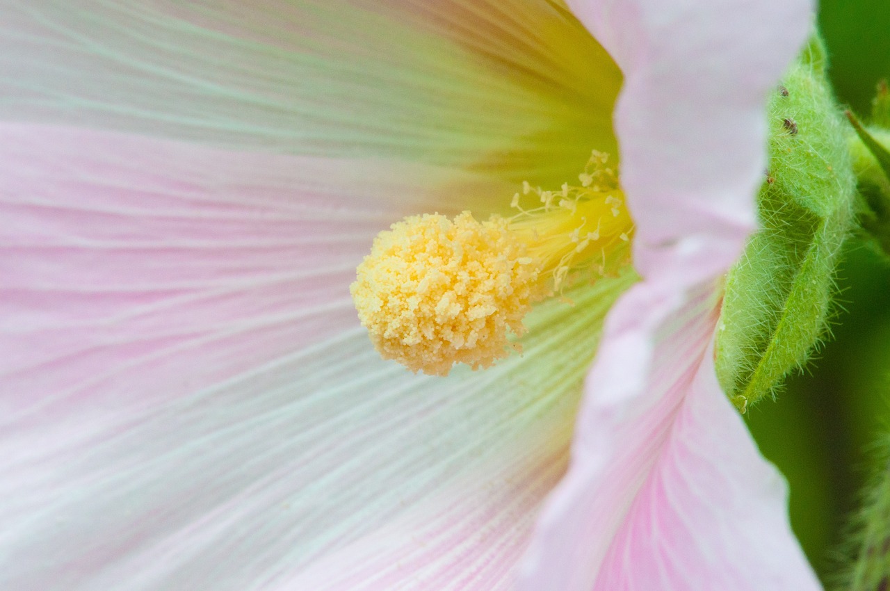 Flower - free online jigsaw puzzle photo