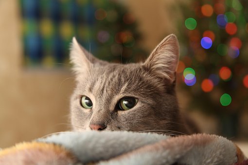 Бесплатно Новогодние Коты Бесплатно Новогодние Коты