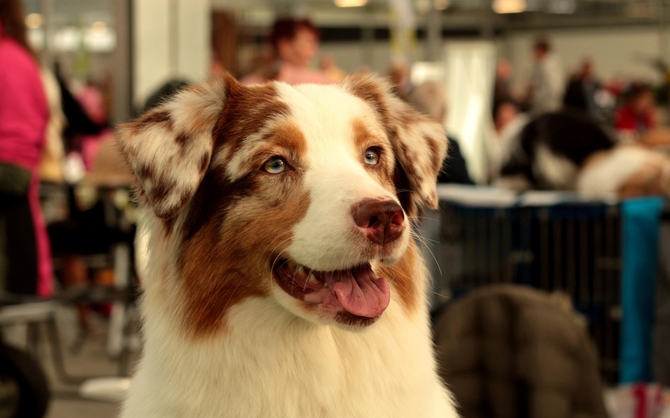 オーストラリアンシェパード 犬 ペット Pixabayの無料写真