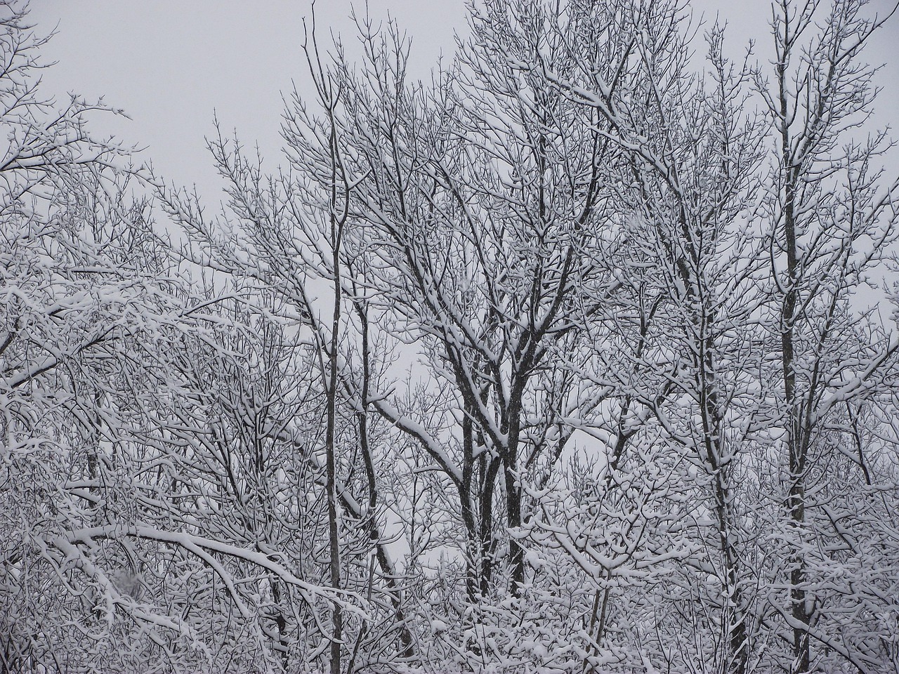 冬 木 雪 - Pixabayの無料写真