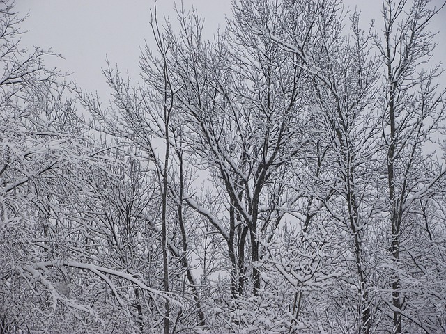 Free Winter Trees photo and picture