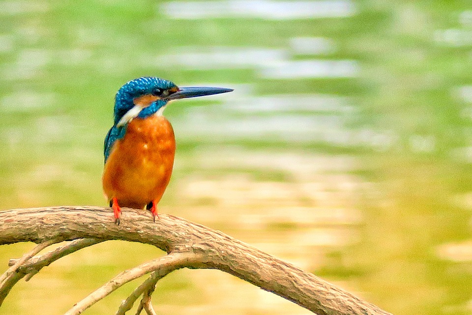 Martin Pêcheur Naturel Oiseau Photo Gratuite Sur Pixabay