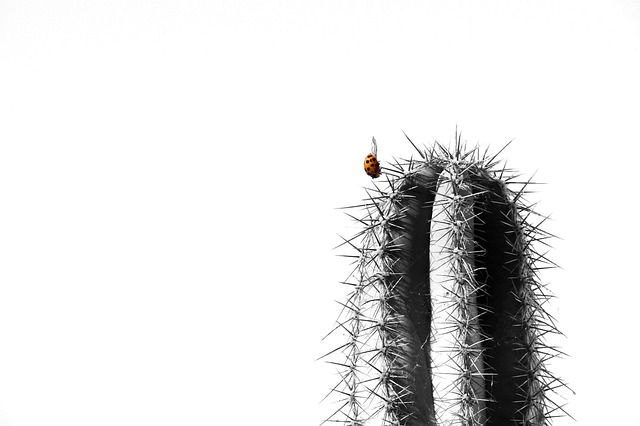 Cactus, Lieveheersbeestje, Natuur
