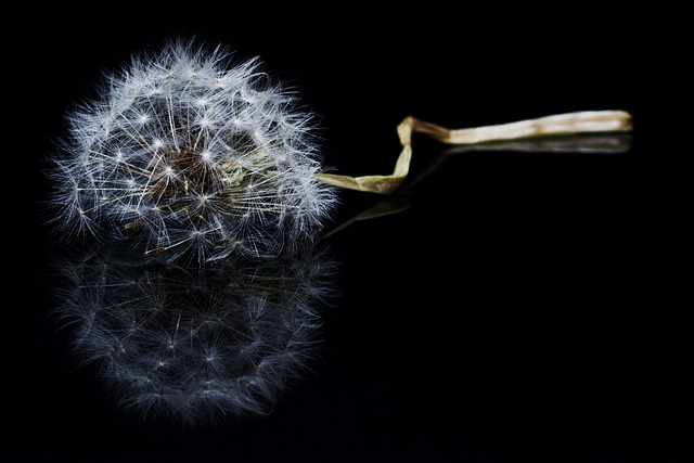 Bloem, Macro, Bloem Behang, Paardebloem