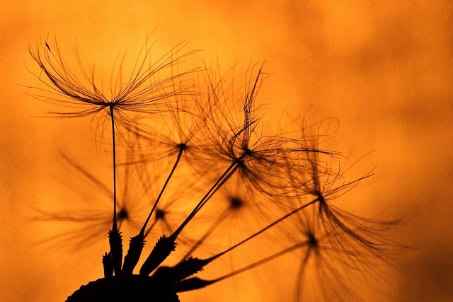 Macro, Bloem Achtergrond, Natuur