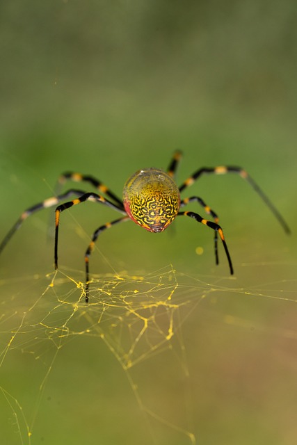 蜘蛛, 宏, Web, 自然