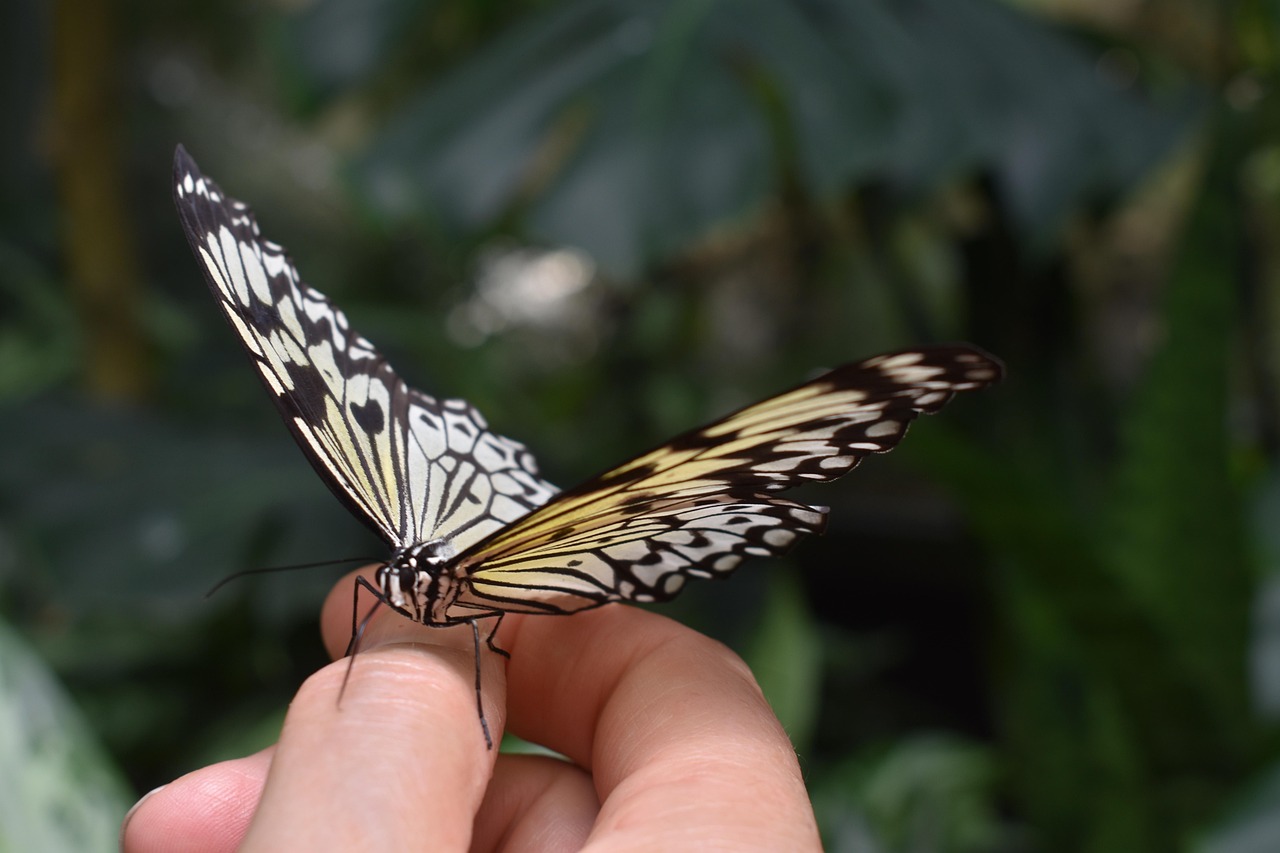 butterfly-3806127_1280.jpg