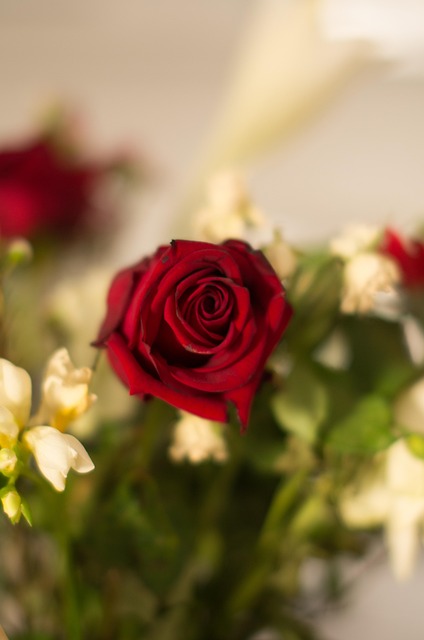 Free Pink Flower photo and picture