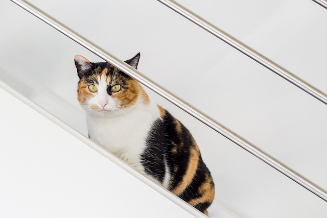 Free Cat Animal photo and picture