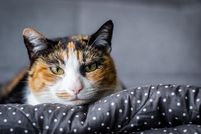 Free Cat Nature photo and picture