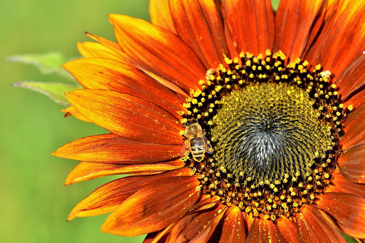 Sunflower Flower Bee Honey - Free photo on Pixabay - Pixabay