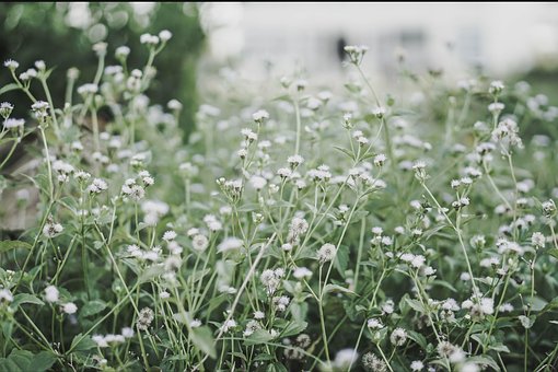 Boom, Bloemen, Weide, Boomstam, Zonlicht