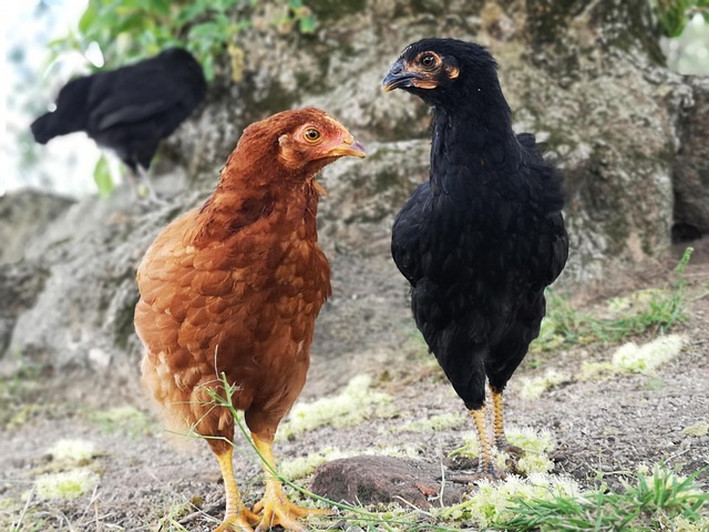 Free Chicken Farm photo and picture