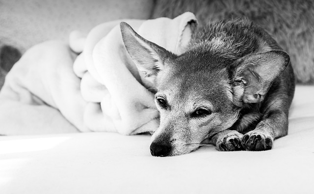Free Dog Animal photo and picture