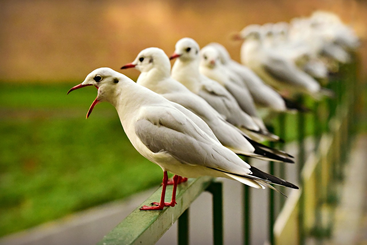 https://cdn.pixabay.com/photo/2018/11/10/19/54/seagull-3807371_1280.jpg