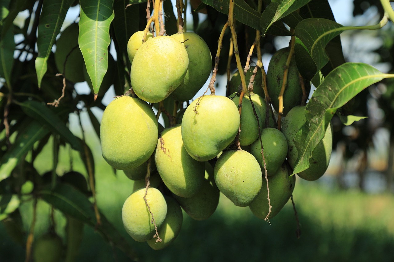 Wild Mango Tree - Free photo on Pixabay
