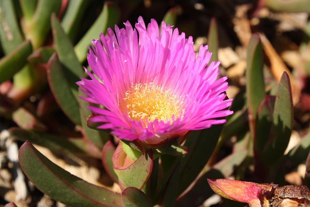 Free Pig Face Pink Flower photo and picture