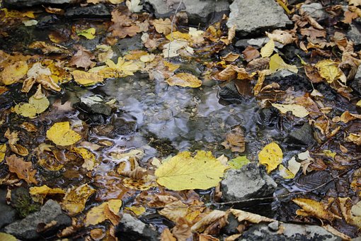 Free Sheets Fall photo and picture