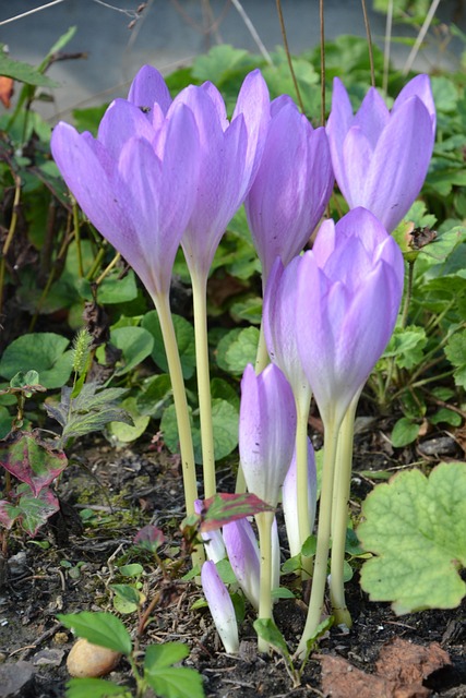 Free Flower Legally Protected photo and picture