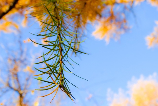 Free Autumn Leaf photo and picture