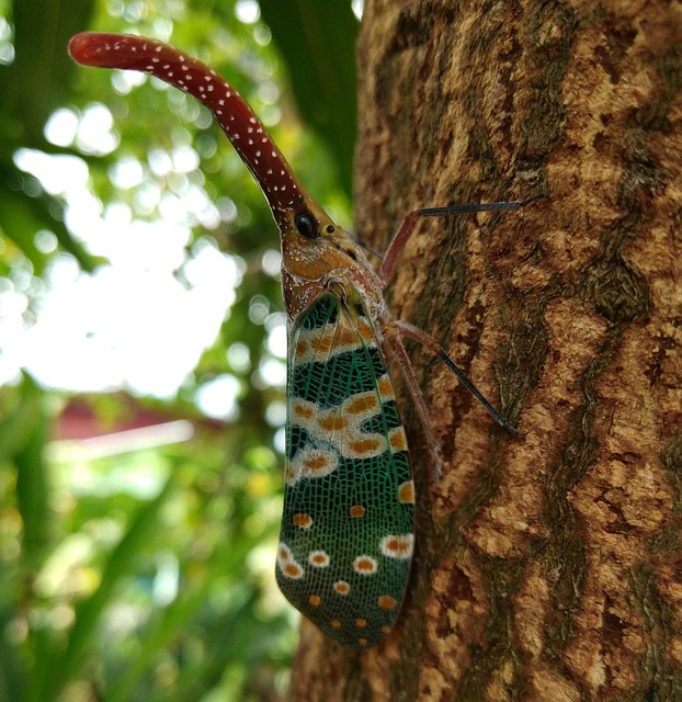 Cicada Clary, Natur, Pyrops Candelaria