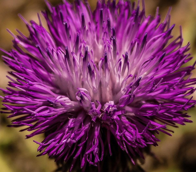 Free Flower Beautiful Flowers photo and picture