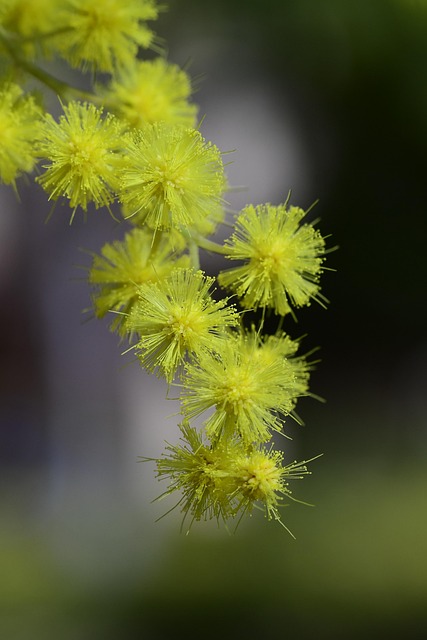 Free Yellow Flowers photo and picture