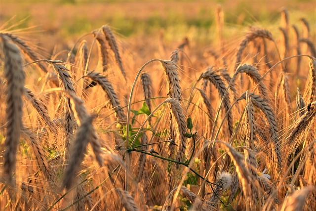 Free Wheat Plant photo and picture