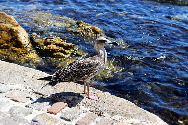 Free Gull Water photo and picture