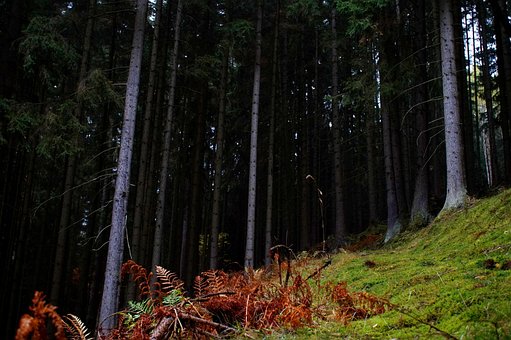 Poiana, Pădure, Ferigă, Verde, Iarbă