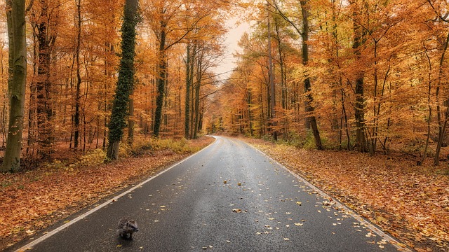 Free Hedgehog Forest photo and picture