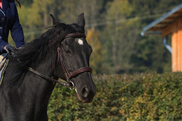 Free Black Horse Nature photo and picture