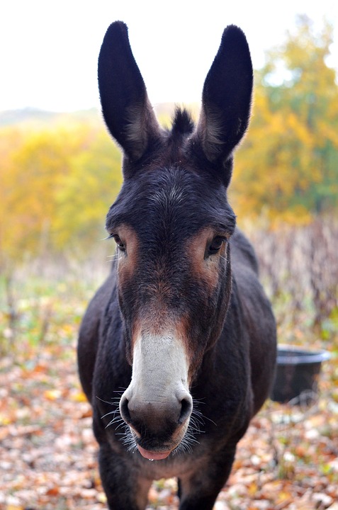donkey-3809223_960_720.jpg
