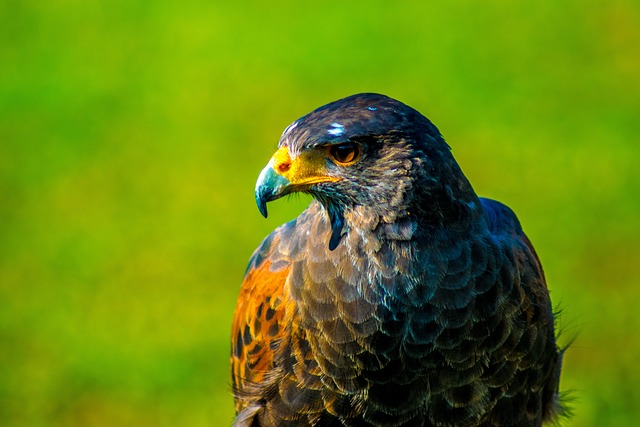 Free Falcon Hawk photo and picture