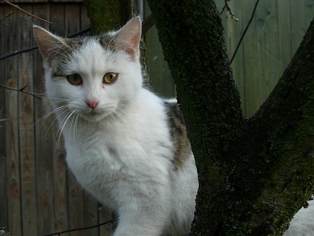Katze, Baum, Tier, Natur, Haustier
