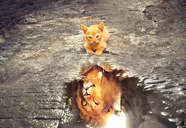 Free Cat Lion photo and picture