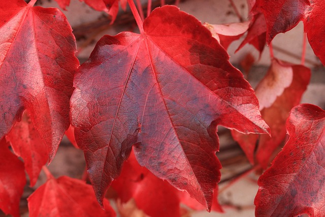 Free Leaves Fall photo and picture