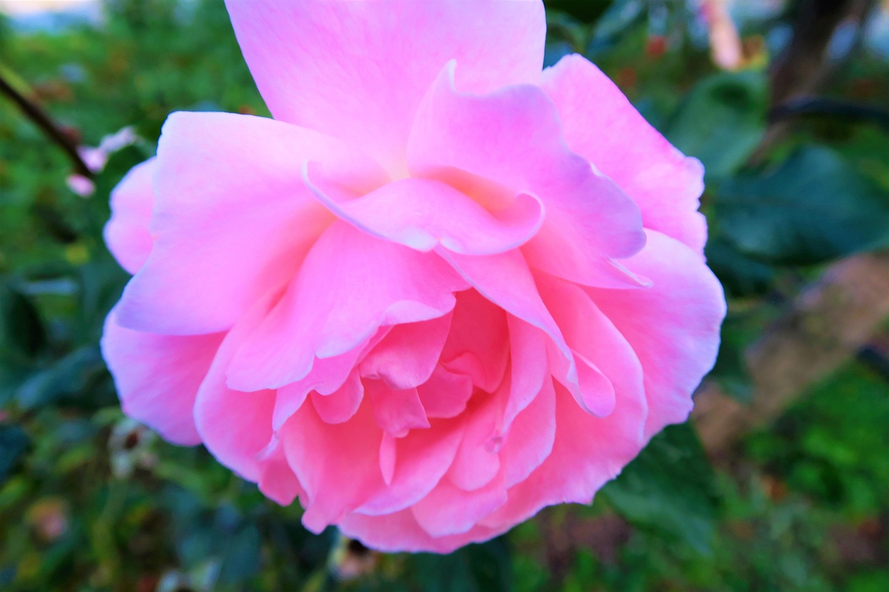 Vernel Gulpembe Rose Pink Gulpembe - Free photo on Pixabay - Pixabay