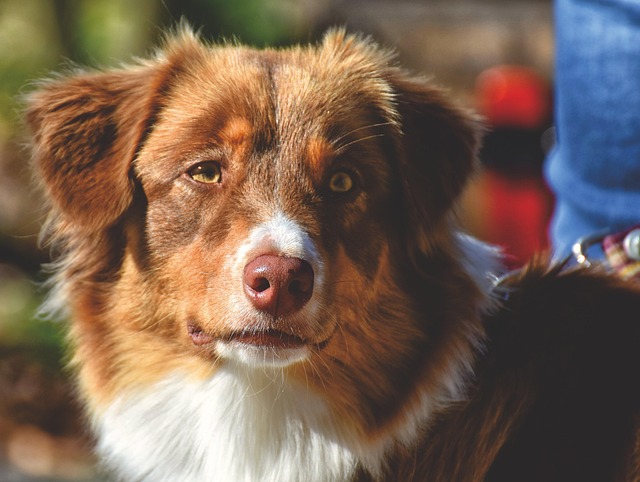 Free Dog Domestic Animal photo and picture