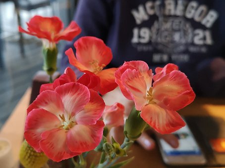 Free Flowers Red photo and picture