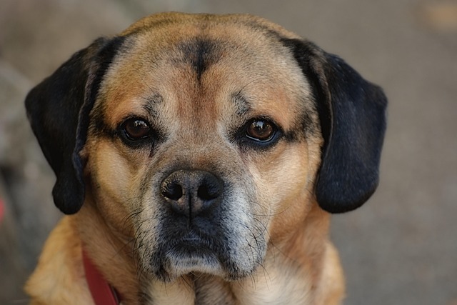 Free Dog Domestic Animal photo and picture