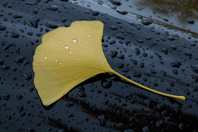Free Ginkgo Biloba Deciduous Rainwater photo and picture