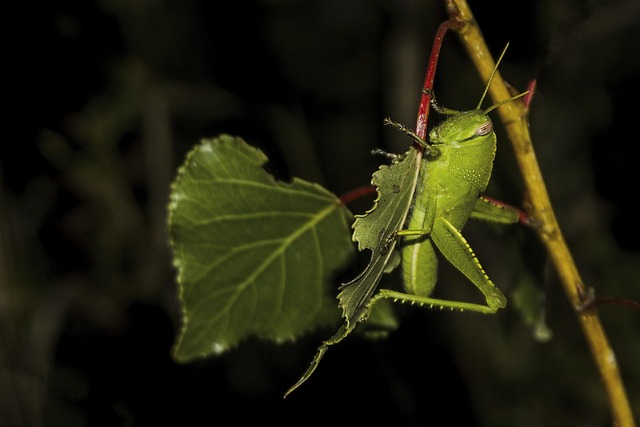 Grashüpfer, Grün, Natur, Getier, Insekt