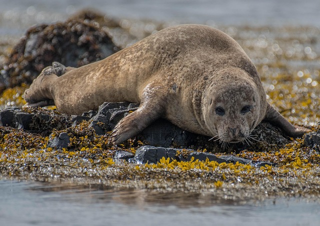seal, baby, animal, nature, wildlife, outdoor