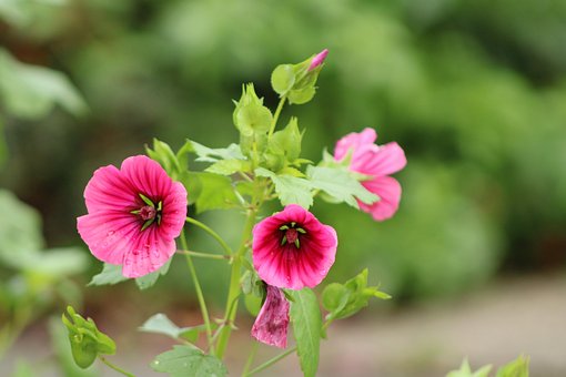 Flower, Blossom, Summer, Garden, Nature