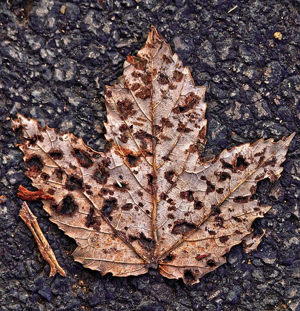 vaahteranlehti-puun-lehti-asfaltti-ilmainen-valokuva-pixabayssa-pixabay