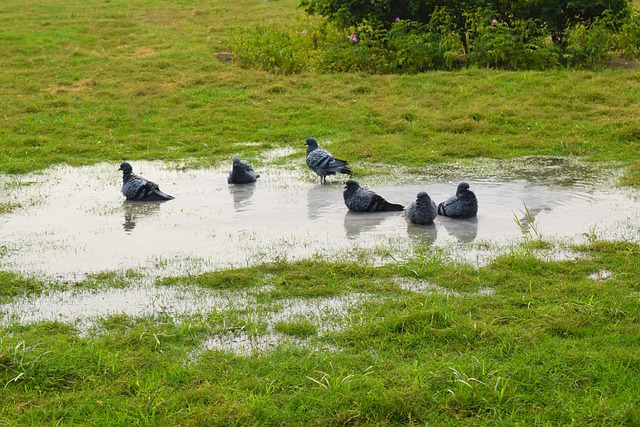 Free Pigeons Garden photo and picture