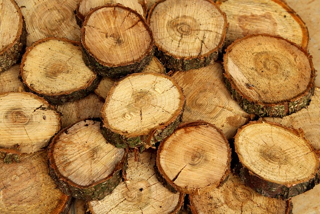 Free Tree Wood photo and picture