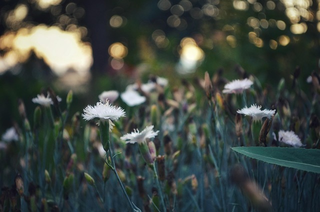 Free Flowers Flower Bed photo and picture
